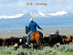 Grazing